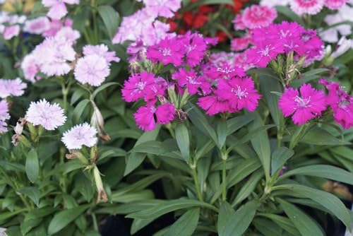 Image of Sweet William Flower Seeds - Vibrant Biennial Garden Flowers, Fragrant Blooms for Borders, Containers & Bouquets - Easy to Grow (Pack Of 50+ Seed)