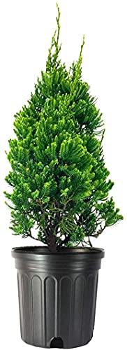 Robusta Green Juniper | 3 Live Gallon Size Trees | Juniperus Chinensis | Drought Tolerant Cold Hardy Evergreen Screening Plant #TOP30