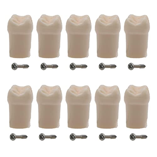 10pcs Dental Typodont Practice Teeth Study Model Individual Replacement Teeth Student Teaching Resin Filling Training Compatible Kilgore Nissin 200 Type (26# 10pcs)