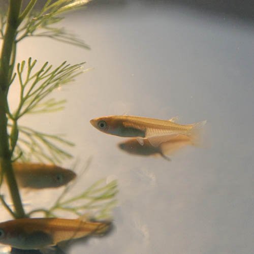 Amazon | (めだか)ヒメダカ （約2cm）＜1000匹＞[生体] | 観賞魚・水中 