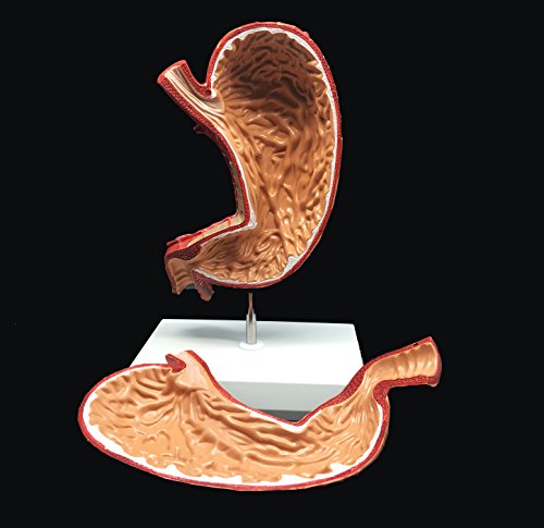 Modèle humain élargi AMITD 2 pièces pour assimiler l'anatomie