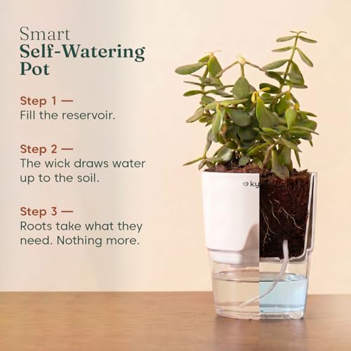 Image of Kyari Golden Money Plant Indoor Live Plant with Green Self Watering Pot 4 Inch - Money Plant Indoor Live Plant with Pot for Home, Living Room - Lucky Vastu Air Purifying Plant