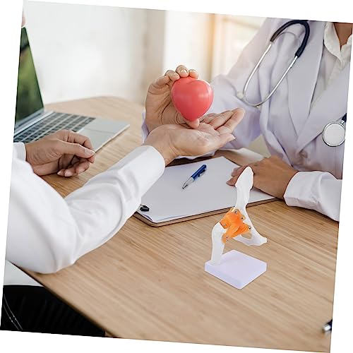 Modèle anatomique d'os de hanche pour formation médicale et école - 7