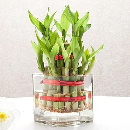 FLORA SOLUTIONS 3 Layer Lucky Bamboo Plant in Big Round Glass Pot with Free Multi Color Pebble Approx 190 Grams Vastu and Feng Shui (2 layer) (B0BZPMGM8W) Amazon Price History, Amazon Price Tracker