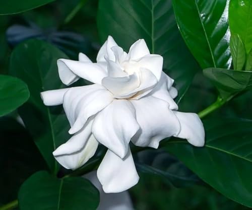 Image of Gardenia Gandharaj Live Plant with Pot | Fragrant White Flowering Plant for Home Garden Balcony Terrace | Natural Air-Purifying Ornamental Plant | Indoor Outdoor Decorative Plant ? Pack of 1