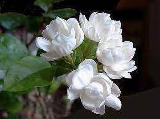 Jasmine(Model name-Double white jasmine) plant