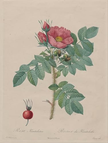 Toile Murale Kamtschatka Rose Redouté pour Décoration Bureau Élégante