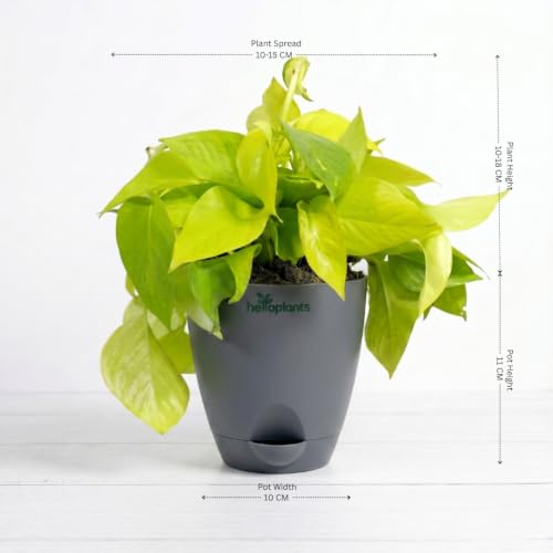 Image of Golden Money Plant Air Purifying Indoor Live Plant Trailing Golden Pothos Vine in a 4-Inch Self-Watering Matte Grey Pot