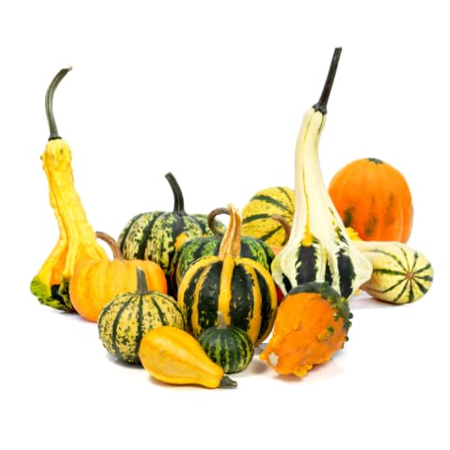Quast Meerrettich Frische Zierkürbisse | Herbstdeko | Deko-Naturkürbisse | Verschiedene Sorten, Größen und Farben (1 Kiste (5-7 Stück))
