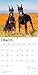 Dobermans | 2026 12 x 24 Inch (Hanging) Monthly Square Wall Calendar | Plastic-Free | BrownTrout | Animals Dog Breeds