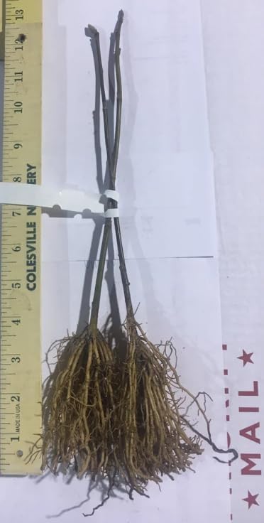 2 October Glory Maple Trees - 6-12" Tall Live Plants - Orange/Red Maple Trees - Acer rubrum 'October Glory' - (2 Pack)