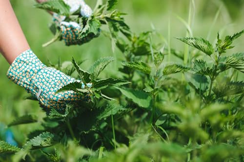 Image of Cederberg Tea Company Organic Nettle Leaf Tea - 30 Tea Bags | Organic Herbal Tea From Single Origin | Eco-Friendly Tea Bags | Non-GMO Caffeine Free Tea With Zero Sugar