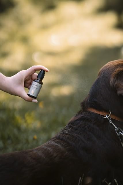 Silberspray für Hunde – natürliche Pflege, mit Aloe Vera und Hyaluron, reinigt und regeneriert, nanofrei, mit Mikrosilber, SILBERSPRAY von LILA LOVES IT, 50 ml