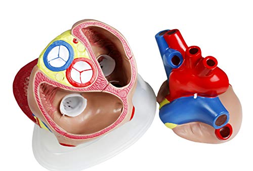 Image of Parco Scientific PB00146 Jumbo Heart Model- 3 Parts, 5X Natural Size