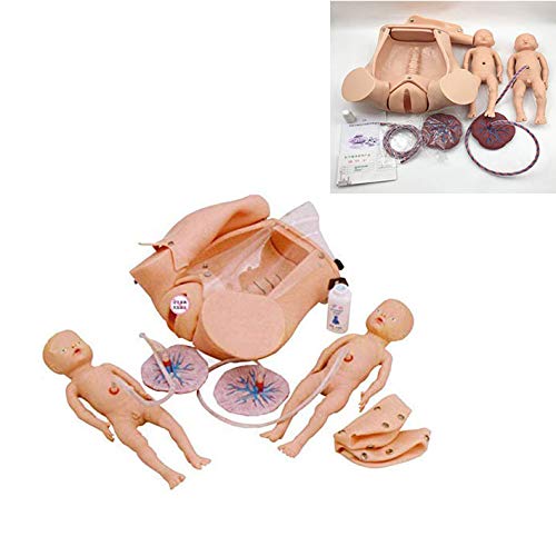 Buy LXT PANDA Female Pelvis Model Childbirth Childbirth Simulator 