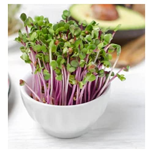 Sementes Brotos Microverdes Rabanete Indra/Rosado(100g) ISLA