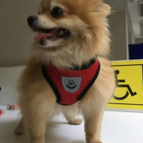 Coleira Peitoral Anti Puxão com Guia para Cães e Gatos – Ideal para Filhotes, Pinscher, Shi Tzu e Ra