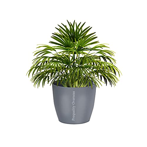 Image of Heavy Duty Plastic Maruti Jade Planter Pots with Indoor Self Watering Hanging Planter Pot Indoor Outdoor Garden Balcony Flowering Pot Gamla 5 Inches (Grey Pack of 3)