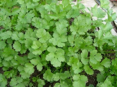 Go Green Coriander Seeds,5 gm (2 Combo Pack) (B00KT0287E) Amazon Price History, Amazon Price Tracker