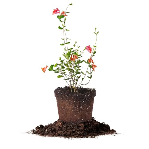 Perfect Plants Coral Honeysuckle in 1 Gallon Pot | Attracts Hummingbirds & Pollinators | Native Flowering Vine | Red-Coral Blooms | Cold Hardy Perennial | Zones 4-10