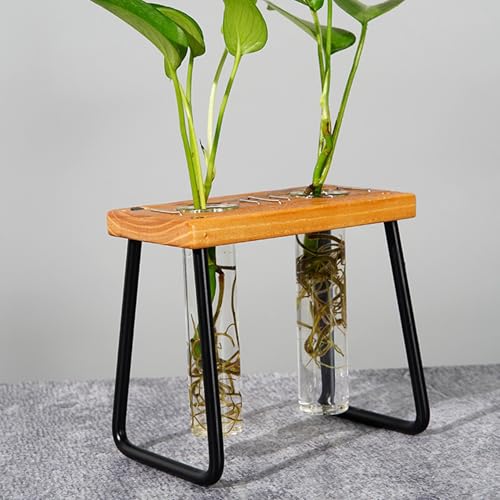 Bouturage réussi de pothos grâce à ce germoir en verre durable - 4