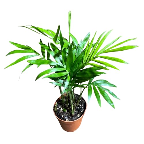 PLANTVERS Neanthe Bella Palm in a 2' Nursery Pot &ndash; Chamaedorea Elegans Parlor Palm Plant &ndash; Low...