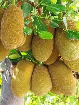 Image of All-Time12 Months Hybrid Grafted Guti Kolom Live Fruit Plant Original & Authentic Organic for Outdoor Fast-Growing Fruit Plant Home Pack Of-1 (Vietnam Early Green Jackfruit Plant Pack of -2, Medium)