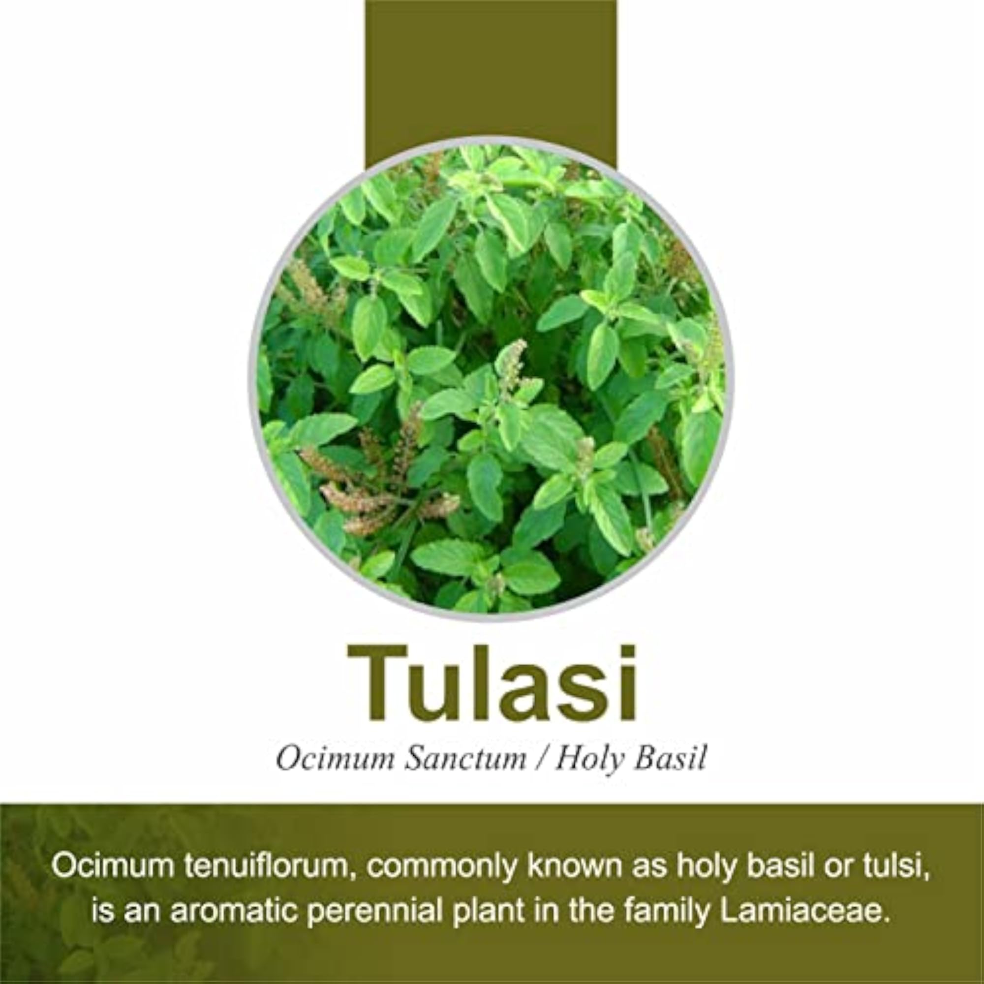Herb Essential Tulsi Tablet, 500 Mg, 120 Tablets