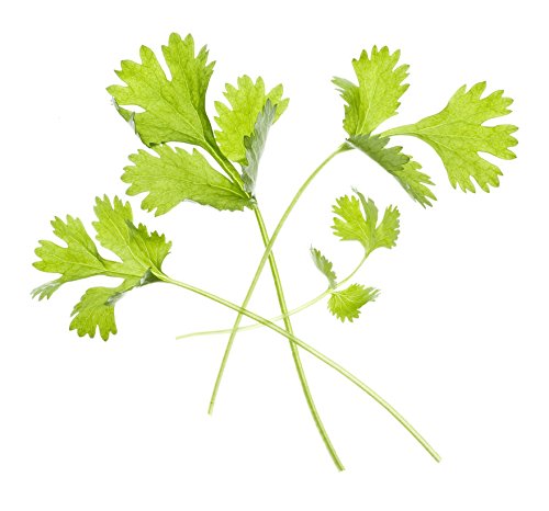 Tregren - Sementes - Coentros