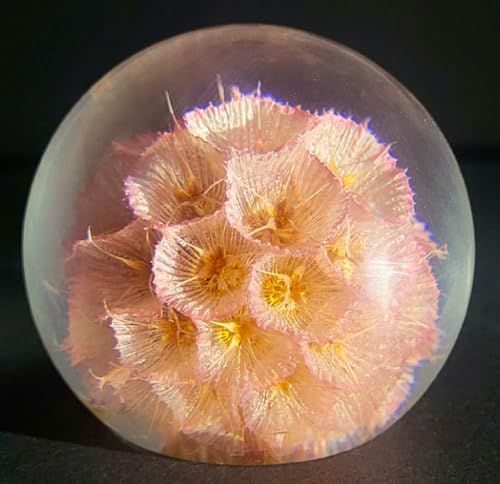 Image of 60mm Real Rose Pink Windmill Fruit Starflower Flower Pincushion Seeds in Clear Lucite Resin Paperweight Scabiosa Stellata Anniversary Wedding Valentine Mother's Day Gift Herbarium Display Collection