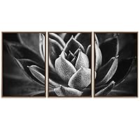 SIGNWIN Framed Canvas Wall Art Detail of Miniature Plant Botanical Succulent Photography Minimalism Contemporary Closeup Dramatic Black and White for Living Room, Bedroom, Office - 16