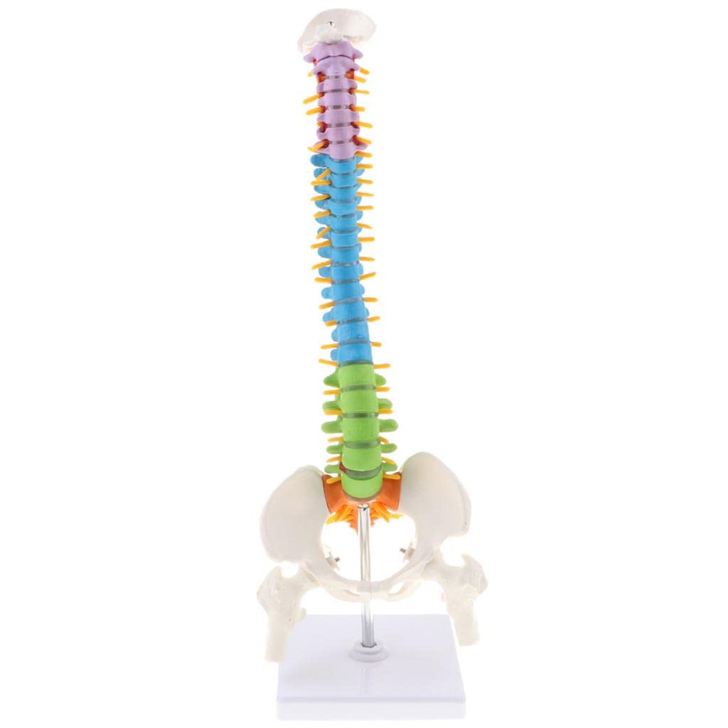 Modello Colonna Vertebrale Umana con Dischi Intervertebrali Riproduzione Anatomica Flessibile in PVC Forniture Didattiche per Studenti Attivit,