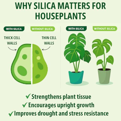 Monstera Growth Power-Duo Bundle – Silica Strength + Plant Food miniatura 5