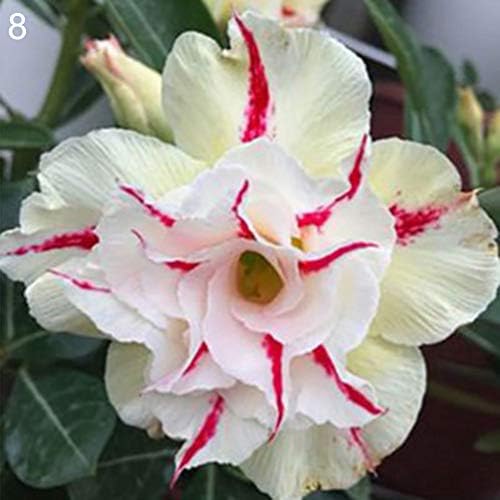 Ywbtuechars Adenium Obesum Seeds, 20Pcs Adenium Obesum Desert Rose Seeds Flower Plant Home Office Garden Decor, Can Survive in Any Soil Environment - 8# Desert Rose Seeds