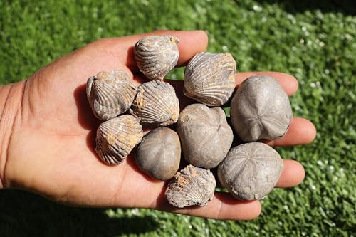 Image of Amazing Marine Fossil Collection: 4 Fossilized Sea Urchins and 6 Authentic Brachiopods, Perfect for Collectors and Natural Decor A168
