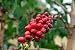 Coffee Bean Plant Seeds - Jamaica Blue Mountain - Rare Coffee Bean - 50 Seeds