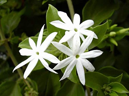Creative Farmer Jasmine Plant (Spanish Jasmine) Balihrasa Angel Wing Native To India For House Garden Plant(1 Healthy Live Plant)