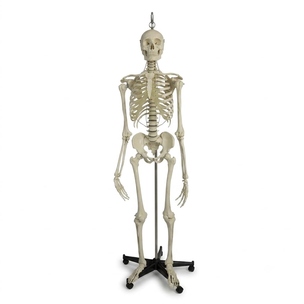 Articulated Human Skeleton Model with Stand of Iron Rod and Plastic Base-image-35