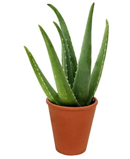 Aloe Vera House Indoor Plant Natural Medicinal Healing in 6 cm Pot