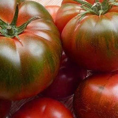 Tomate Muchamiel Lot de 25 graines 100% naturelles, sans aide à la croissance chimique ni technologie génétique - Origine Portugal