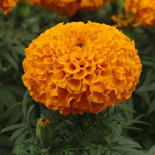 Image of Low Maintenance Hybrid Flower Seeds Combo Pack- All Year Flower Seeds Supply (MARIGOLD 3 VARIETIES)