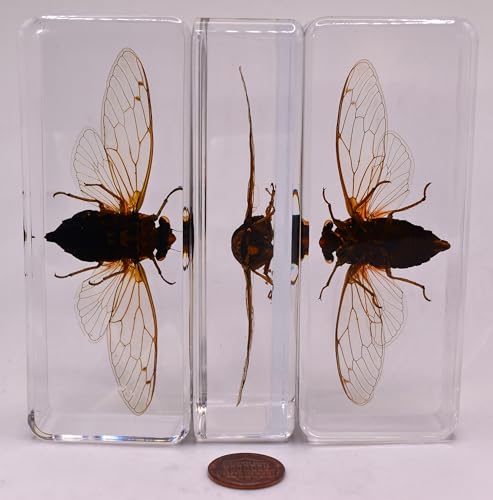 Image of 4.3 inch Real Cicada w /Open Wings in Crystal Clear Lucite Resin Paperweight Crafts Specimen Preserved Insect Bug Taxidermy Collection for Biology Science Education & Desk Ornament Display Supplies