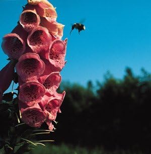 Digitalis mertonensis Summer King 2,000 Seeds