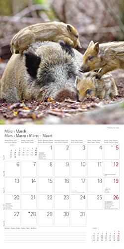 Waldtiere Forest Animals 2017