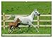 Elegant Horses - Exuberant and Carefree (Wall Calendar 2026 DIN A2 Landscape), CALVENDO Monthly Calendar: Horses in Trot and Gallop on the Paddle