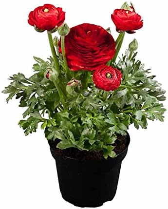 udanta Ranunculus Red Color Double Flower Bulbs - Pack of 2 Bulbs, (BLLB0X292)