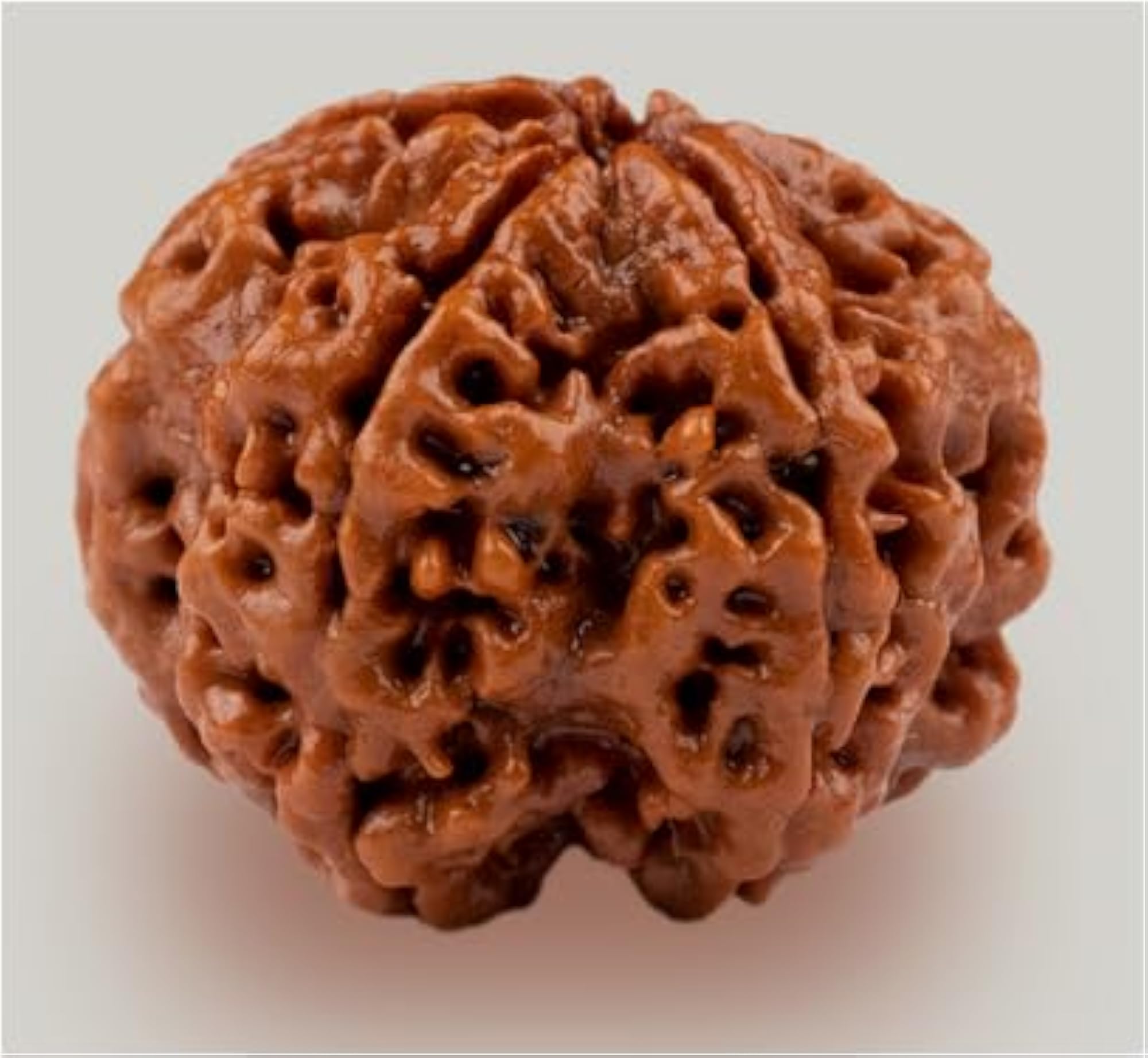 Premium Five Face Rudraksha, Lab Certified
