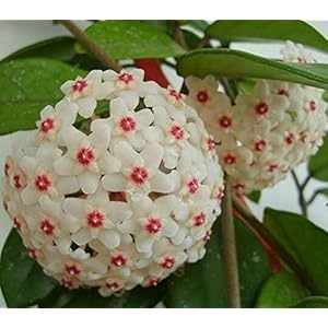 Green Seeds Co. hoya bonsai, bonsai in vaso, hoya carnosa fiore bonsai Piante da giardino, piantagione perenne – 20 pezzi/borsa piante da interno: Only Seeds