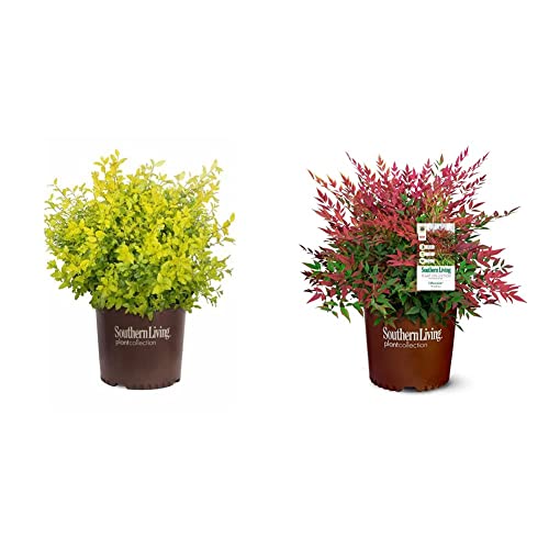 Southern Living Sunshine Ligustrum 2 Gallon and 2 Gal. Obsession Nandina Shrub Bundle