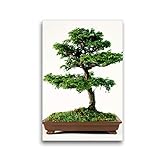  CALVENDO Premium Textil-Leinwand 30 cm x 45 cm hoch, Japanische Bonsai-Kiefer  Wandbild, Bild auf Keilrahmen, Fertigbild auf echter Leinwand, Leinwanddruck: Baumkunst für Mini-Gärten Hobbys Hobbys